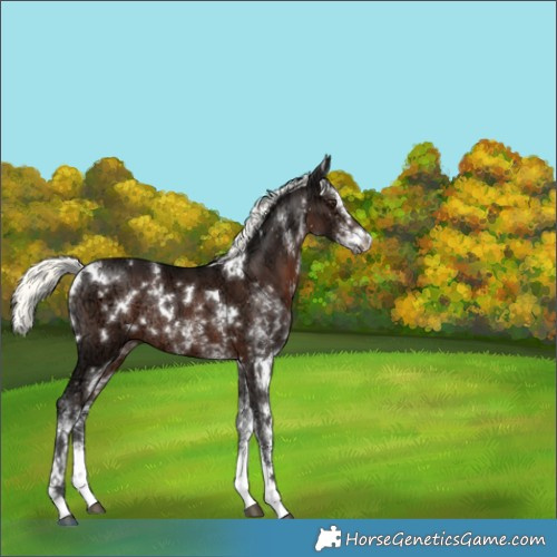Horse Color:White Spotted Liver Chestnut Ice Mushroom Rabicano 