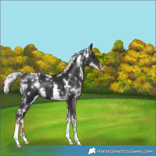 Horse Color:White Spotted Liver Chestnut Mushroom Sabino 