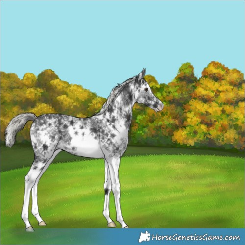 Horse Color:Liver Chestnut Ice Mushroom Sabino Rabicano 