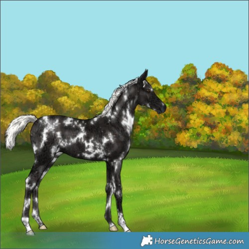 Horse Color:White Spotted Liver Chestnut Ice Mushroom 