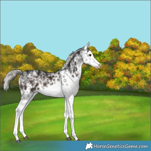Horse Color:White Spotted Liver Chestnut Ice Mushroom Rabicano 