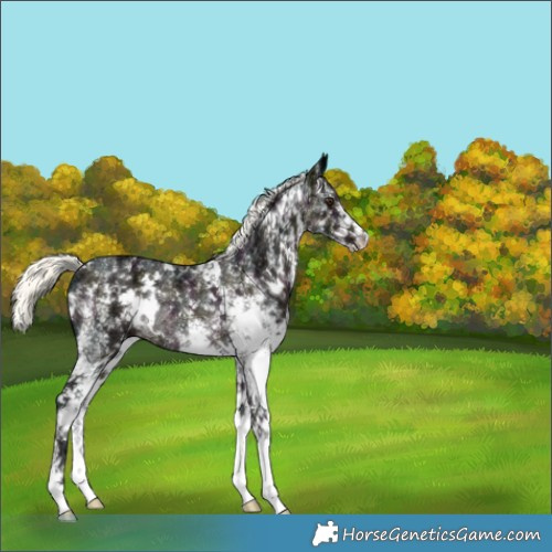 Horse Color:White Spotted Midnight Liver Chestnut Ice Mushroom Rabicano 
