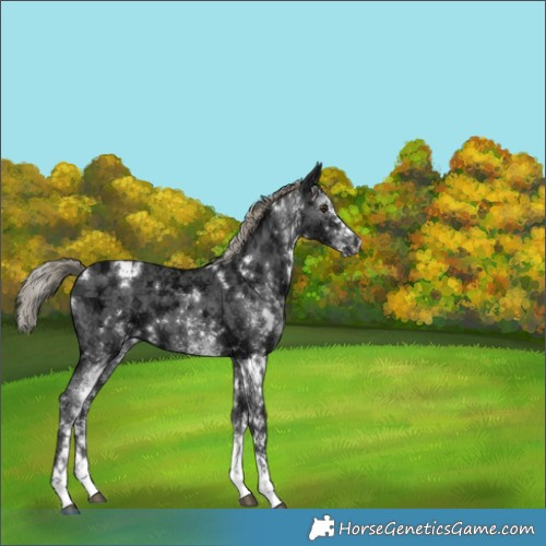 Horse Color:White Spotted Liver Chestnut Ice 