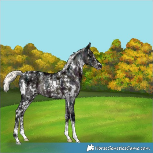 Horse Color:White Spotted Midnight Liver Chestnut Ice Mushroom Sabino Rabicano 