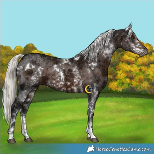 Horse Color:White Spotted Liver Chestnut Ice Mushroom Sabino 