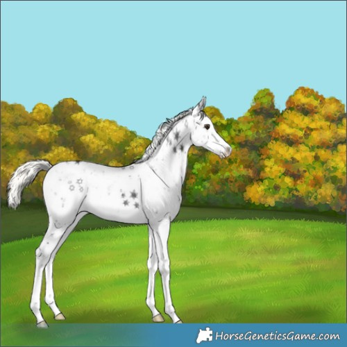 Horse Color:White Spotted Liver Chestnut Ice Mushroom Sabino Rabicano 