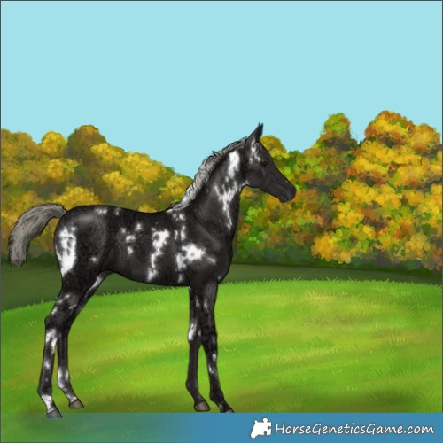 Horse Color:White Spotted Liver Chestnut Ice Mushroom 