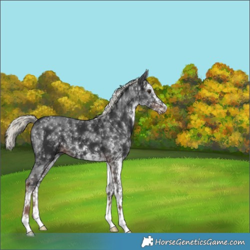 Horse Color:White Spotted Liver Chestnut Mushroom 