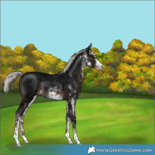 Horse Color:White Spotted Liver Chestnut Ice Mushroom 