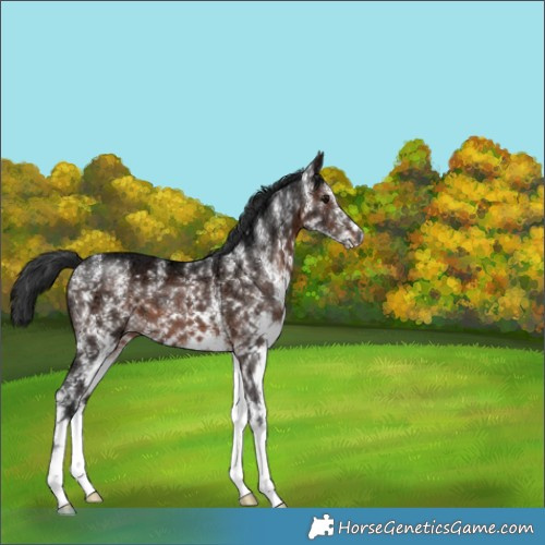 Horse Color:White Spotted Brown Ice 