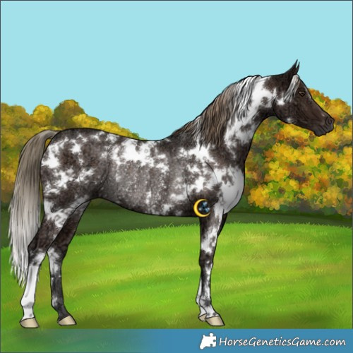 Horse Color:White Spotted Liver Chestnut Ice Rabicano 