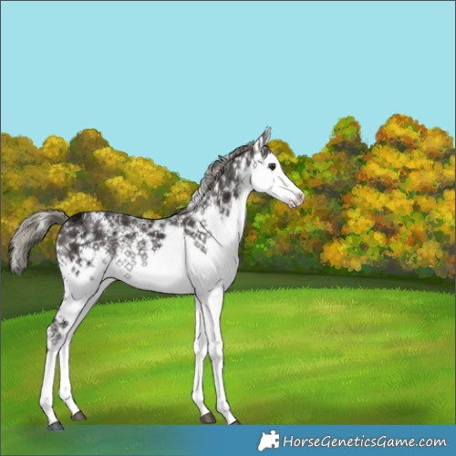 Horse Color:White Spotted Liver Chestnut Ice Mushroom 