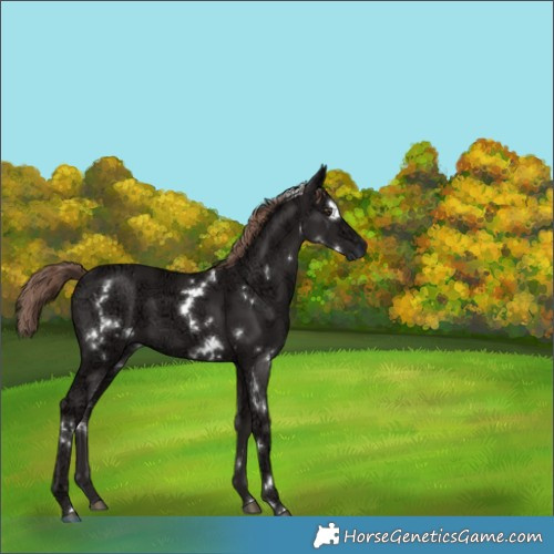 Horse Color:White Spotted Liver Chestnut Ice 