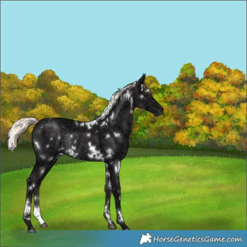 Horse Color:White Spotted Liver Chestnut Ice Mushroom Rabicano 