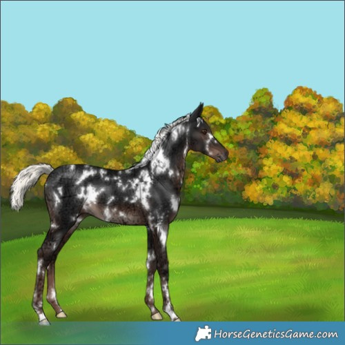 Horse Color:White Spotted Liver Chestnut Ice Mushroom 