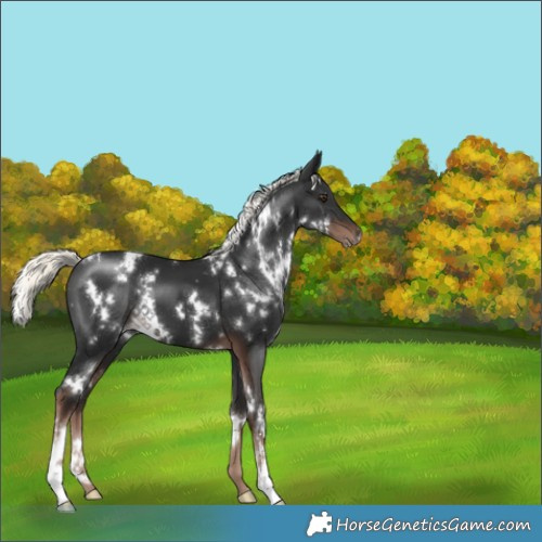 Horse Color:White Spotted Liver Chestnut Mushroom 