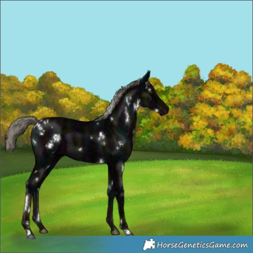Horse Color:White Spotted Midnight Liver Chestnut Ice Mushroom 