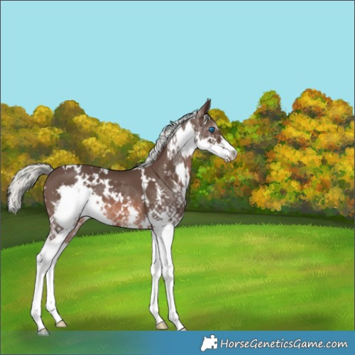 Horse Color:White Spotted Liver Chestnut Mushroom Splash 