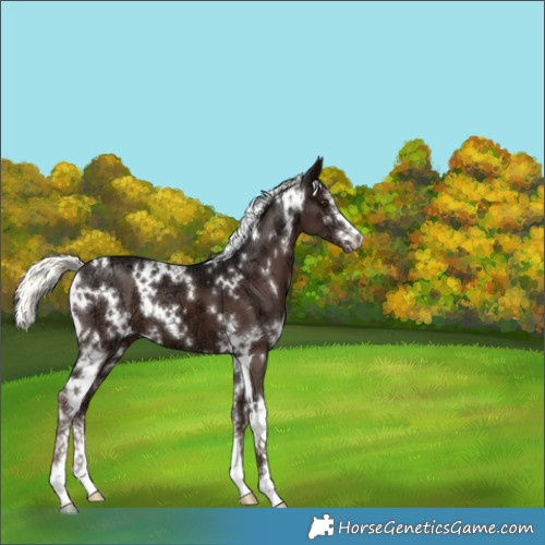 Horse Color:White Spotted Liver Chestnut Ice Mushroom Sabino 