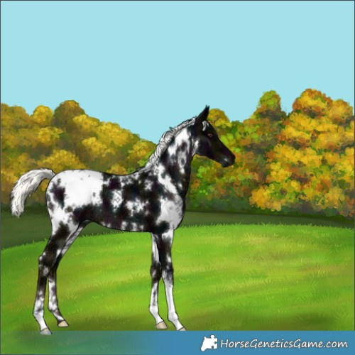 Horse Color:White Spotted Midnight Liver Chestnut Ice Mushroom 
