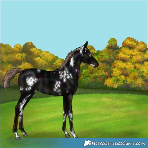 Horse Color:White Spotted Midnight Liver Chestnut Ice 