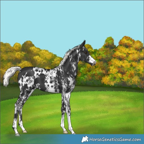 Horse Color:White Spotted Liver Chestnut Mushroom 