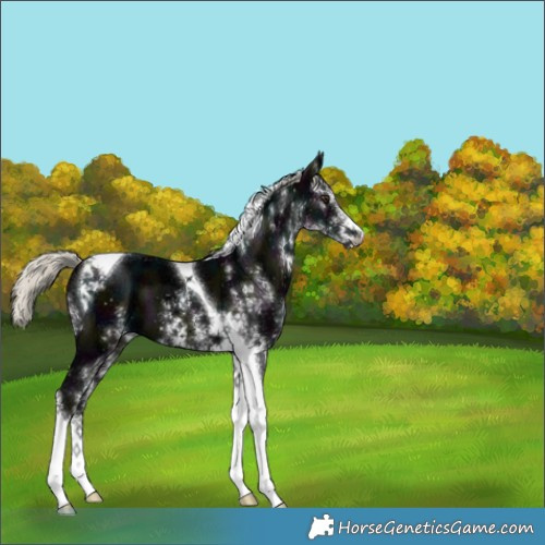 Horse Color:White Spotted Midnight Liver Chestnut Ice Mushroom Tobiano 