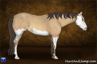 Horse Color:Amber Cream Champagne Splash Frame 