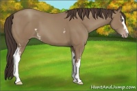 Horse Color:White Spotted Classic Champagne 