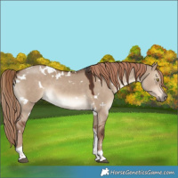 Horse Color:White Spotted Liver Red Dun Tobiano