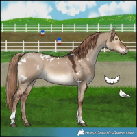 Horse Color:White Spotted Liver Red Dun Tobiano
