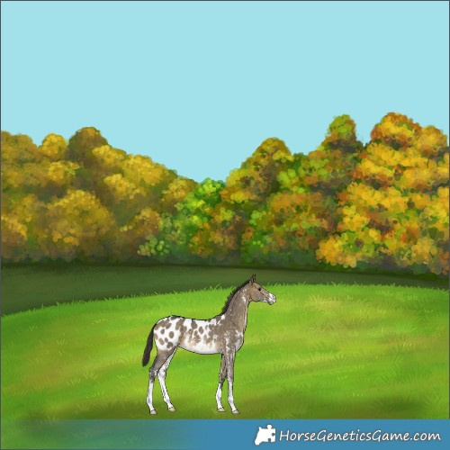 Horse Color:Buckskin Dun Sabino Appaloosa 