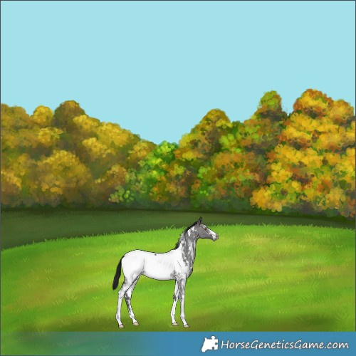 Horse Color:Gray Platinum White Spotted Buckskin Dun Sabino Near Fewspot Rabicano 
