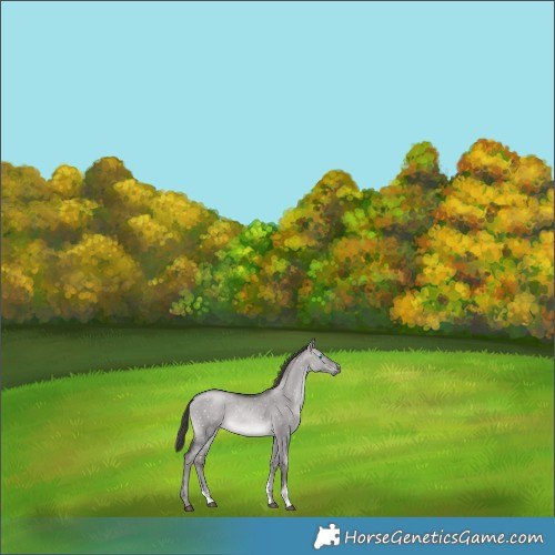 Horse Color:Gray Platinum Buckskin Pearl Dun Sabino Appaloosa 