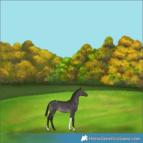 Horse Color:Gray Platinum Brown Dun Tobiano Rabicano 