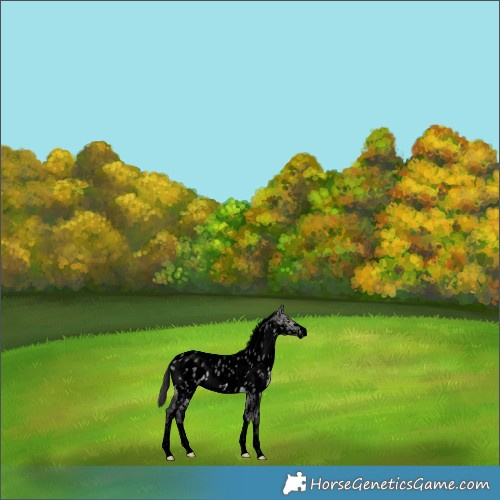 Horse Color:Void Platinum White Spotted Buckskin Dun Sabino Near Leopard 