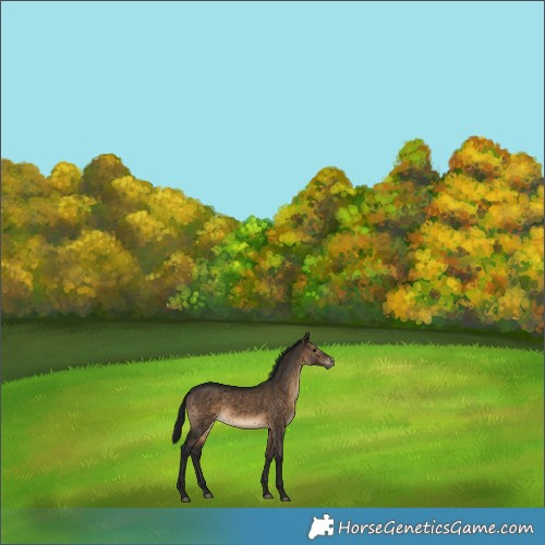 Horse Color:Gray Void Brown Dun Snowflake VarnishRabicano 