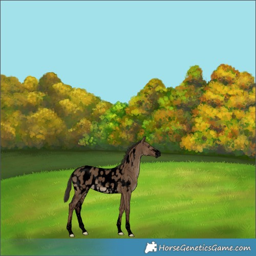 Horse Color:Gray Void Liver Red Dun Sabino Appaloosa 