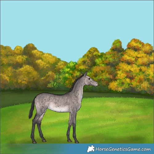 Horse Color:Void Platinum Bay Dun Appaloosa Rabicano 