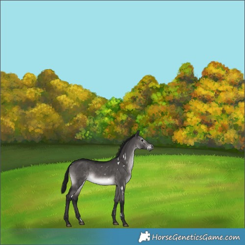 Horse Color:Gray Platinum White Spotted Brown Dun 
