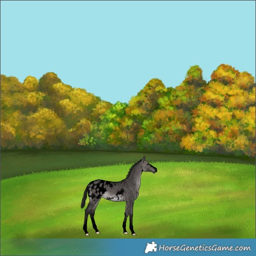 Horse Color:Gray Void Platinum Bay Dun Sabino Appaloosa 