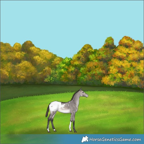 Horse Color:Platinum Brown Dun Tobiano Appaloosa 