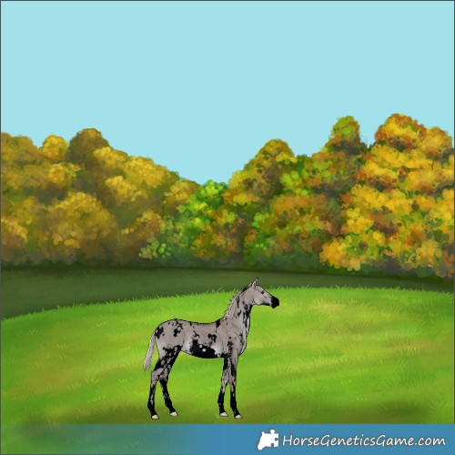 Horse Color:Void Platinum White Spotted Red Dun Sabino 
