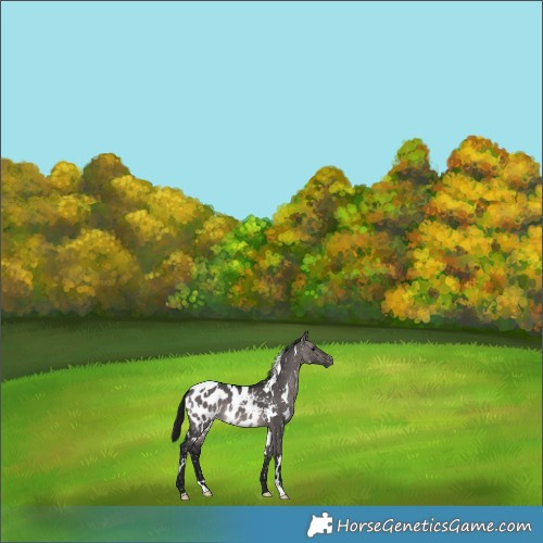 Horse Color:Gray Platinum White Spotted Bay Dun Appaloosa 