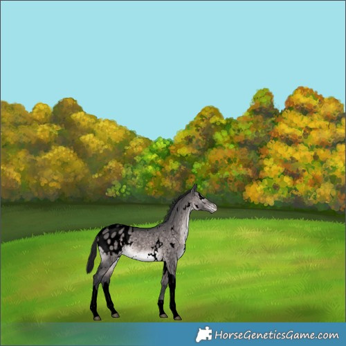 Horse Color:Void Platinum White Spotted Brown Dun Tobiano Appaloosa Rabicano 