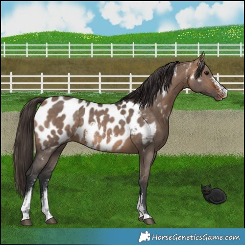 Horse Color:Bay Dun Sabino Near Leopard 
