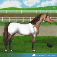 Horse Color:Bay Dun Near Fewspot Rabicano 