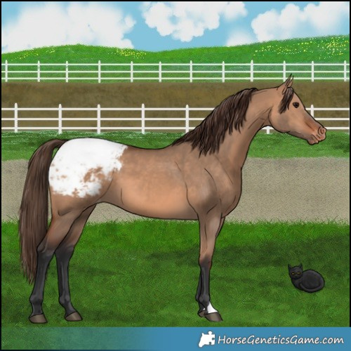 Horse Color:Bay Dun Snowcap 
