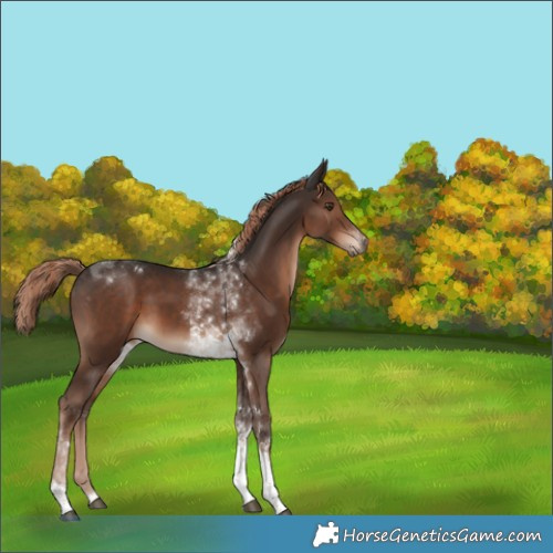 Horse Color:Liver Chestnut Tobiano 