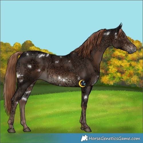 Horse Color:White Spotted Liver Chestnut Ice